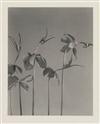 LINCOLN, EDWIN HALE (1828-1938) Suite of 20 photographs from ""Wildflowers of New England.""